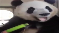 Şapur Şupur Bambu Gömen Panda