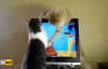 Ekrandaki Balıkları Yakalamaya Çalışan Sevimli Kediler