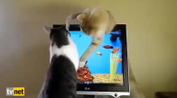 Ekrandaki Balıkları Yakalamaya Çalışan Sevimli Kediler