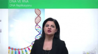 EBA BİYOLOJİ LİSE - NÜKLEİK ASİTLERİN KEŞFİ VE ÖNEMİ - DNA VE RNA - DNA REPLİKASYONU