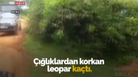 Safari Grubuna Eşlik Eden Köpeğe Leopar Saldırdı