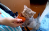 Trabzon Hurması Yiyen Kedi