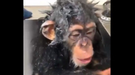 Banyo Yapan Sevimli Maymun