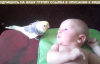 Bebeğin Dikkatini Çekmek İsteyen Muhabbet Kuşu