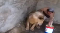 Aslanı Bebeği Gibi Yıkayan Adam