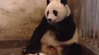 Yavrusunun Hapşırığından Korkan Sevimli Panda 
