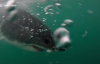 Güney Afrika'da Büyük Beyaz Köpekbalığına Yem Tuzağı