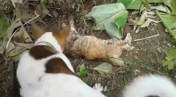 Köpeğin Ölen Kedi Arkadaşını Uyandırmaya Çalışması
