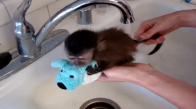Banyo Yapan Minik Maymun