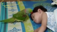 Uyuyan Bebeğin Başında Nöbet Tutan Papağan