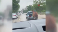 Bursa'da aracın arkasına at bağlayıp çevre yolunda koşturdu 