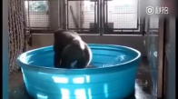 Suyla Oynamayı Seven Orangutan