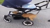 Köpeğin Şımarıklığı Üstünde, Bebek Arabasında Gezintiye de Çıkar