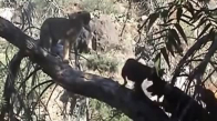 Pumayı Avlayacakken Madara Olan Köpekler