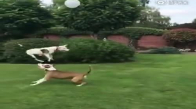 Balonla Oyun Oynayan Köpeklerin Sevinci