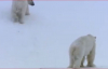 Kutup Ayılarının Tepeden Aşağıya Doğru Kayması