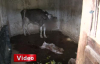 Aç Sokak Köpekleri Çiftlikteki Hayvanlara Saldırdı 