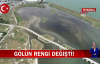 İstanbul Büyükçekmece Gölü'nün Rengi Değişti Balıklar Ölmeye Başladı! İşte Detaylar