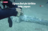 Antalya'da lokum balığı iğnelerden böyle kurtarıldı