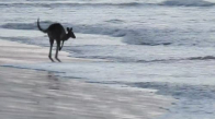 Kanguruların Plaj Keyfi
