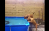İki Köpeğin Havuzdan Tekerleği Çıkarma Çabaları