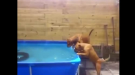 İki Köpeğin Havuzdan Tekerleği Çıkarma Çabaları