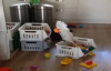 Papağanın Oyuncaklarla Bebek Gibi Oynaması