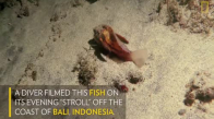 Yürüyen Balığın Endonezya'da Görüntülenmesi