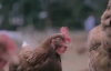 Tavuklar Hakkında İlginç Bilgiler