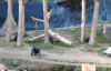 Şempanzelerin Sopalı Kavgası