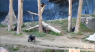 Şempanzelerin Sopalı Kavgası