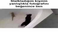 Kertenkeleden Korkan Kedi 