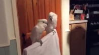İki Papağanın Dansı