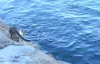 Denizden Balık Yakalayan Kedi