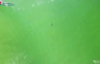 Köpek Balığı Saldırıdan Vazgeçince Kurtulan Şanslı Sörfçü