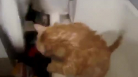 Küvetten Çıkamayan Şişman Kedi