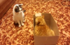 İki Çılgın Kedi Kutu İçin Savaşıyor