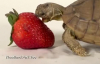 Çilek Yemede Baya Bir Zorlanan Sevimli Kaplumbağa