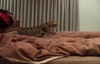 Yatakta Sahibiyle Oynayan Kedi