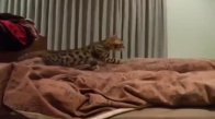 Yatakta Sahibiyle Oynayan Kedi