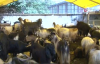 Kurban pazarında keçiye talep arttı