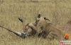 Aslanların Saldırısına Karşı Hayatta Kalma Mücadelesi Veren Antilop