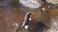 Balık Avlayan Kedinin Çılgına Dönmesi