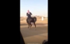 Arap Atı :)