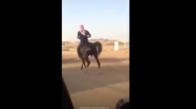 Arap Atı :)