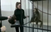 Kendisine yem veren kadına dokundurmayan maymun :)