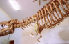 Tamamen Balondan Yapılan Gerçek Boyutlu T-Rex İskeleti