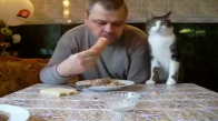 Sahibinin Yemeğine Göz Dikmiş Kedi 