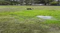 Çimenlerde Birikmiş Suda Çılgınca Eğlenen Köpek