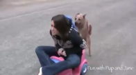 Sahibini Oyuncak Arabada İttiren Köpek